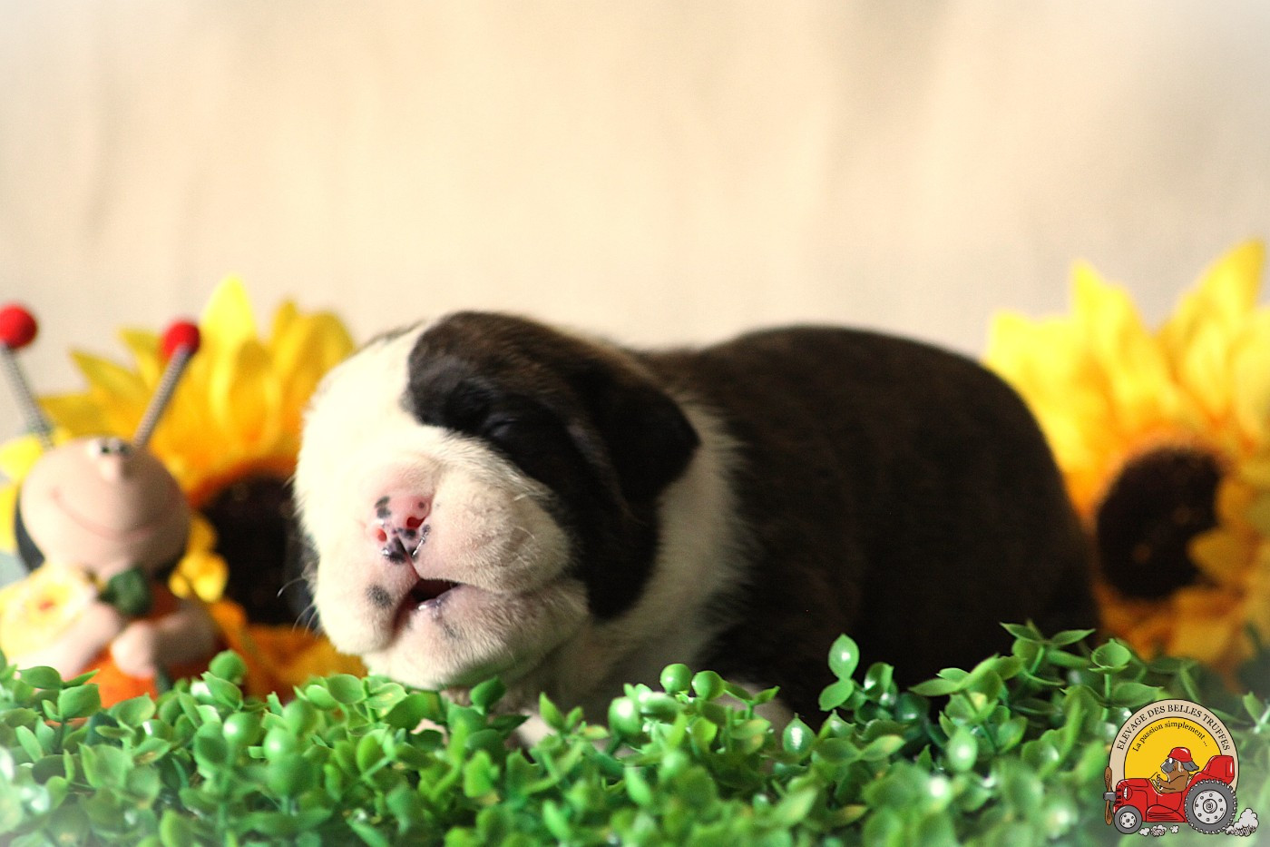 Des Belles Truffes - Chiots disponibles - Bulldog continental