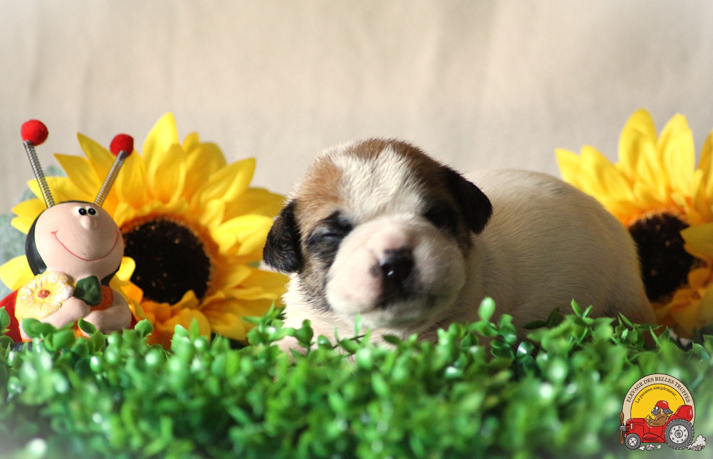 Des Belles Truffes - Chiots disponibles - Bulldog continental