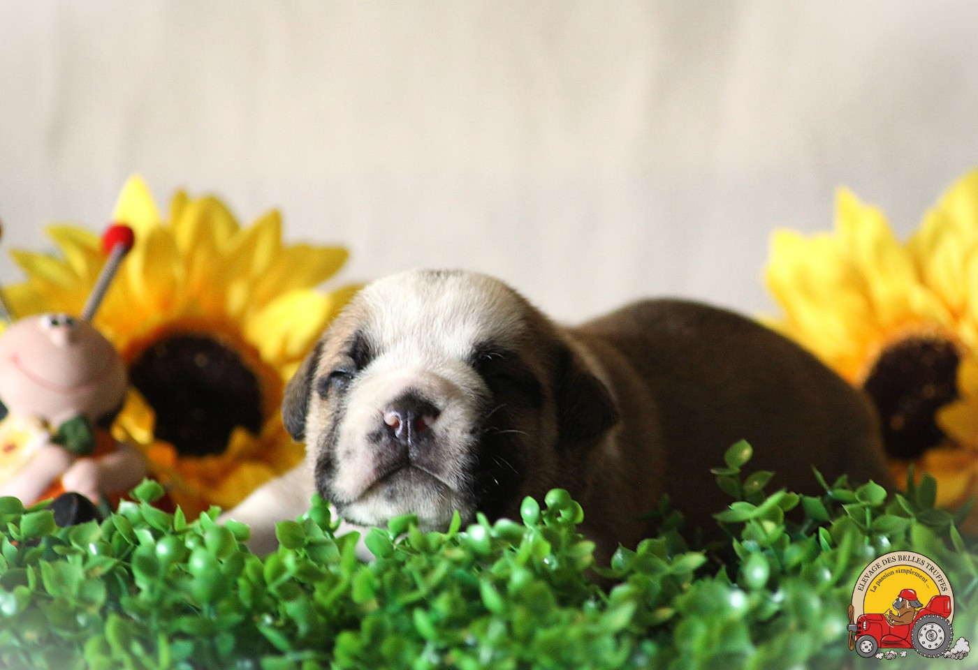 Des Belles Truffes - Chiots disponibles - Bulldog continental
