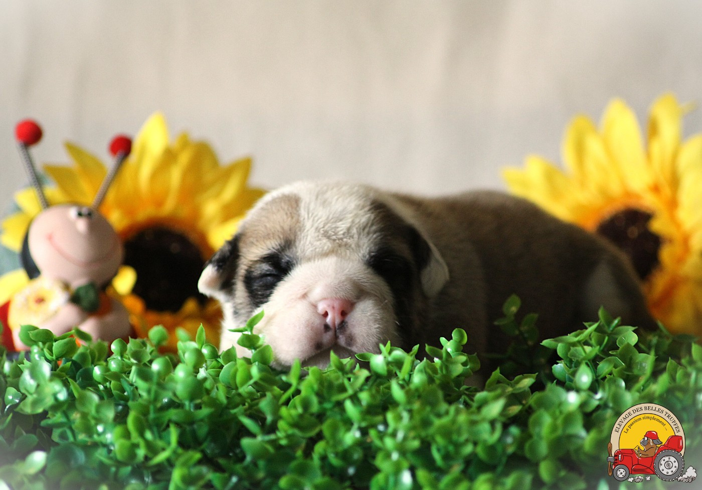 Des Belles Truffes - Chiots disponibles - Bulldog continental