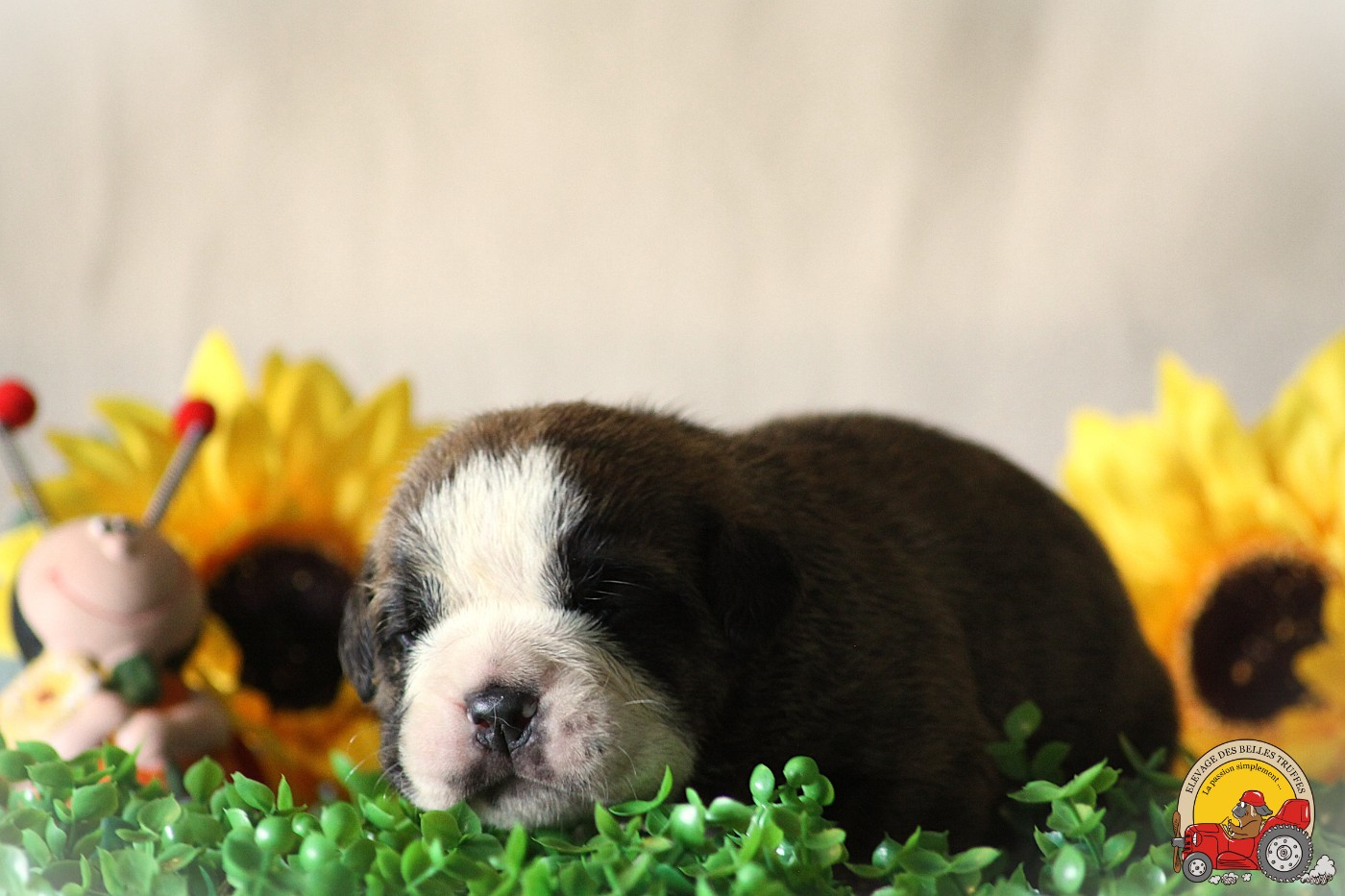 Des Belles Truffes - Chiots disponibles - Bulldog continental