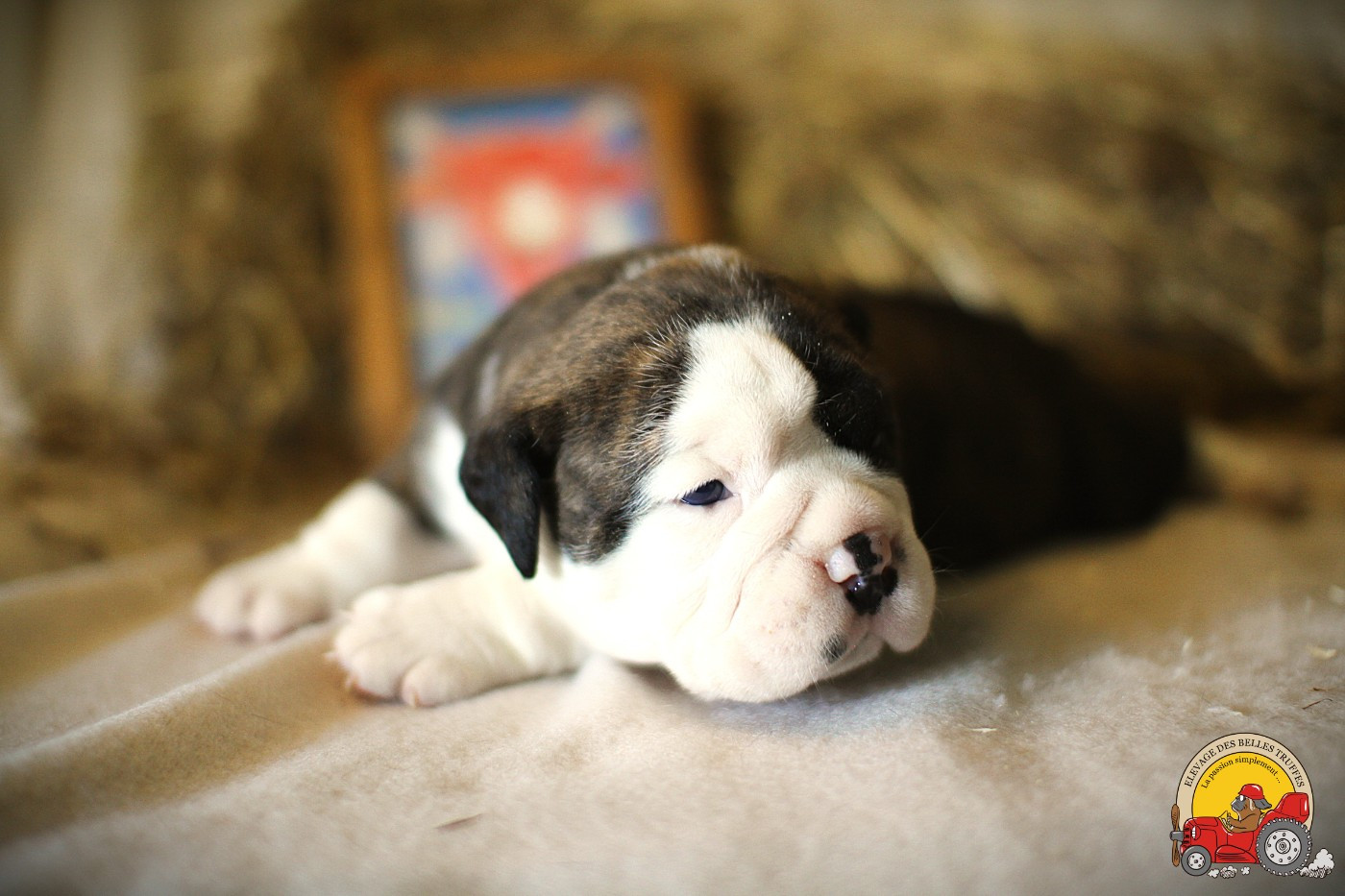 Des Belles Truffes - Chiots disponibles - Bulldog continental