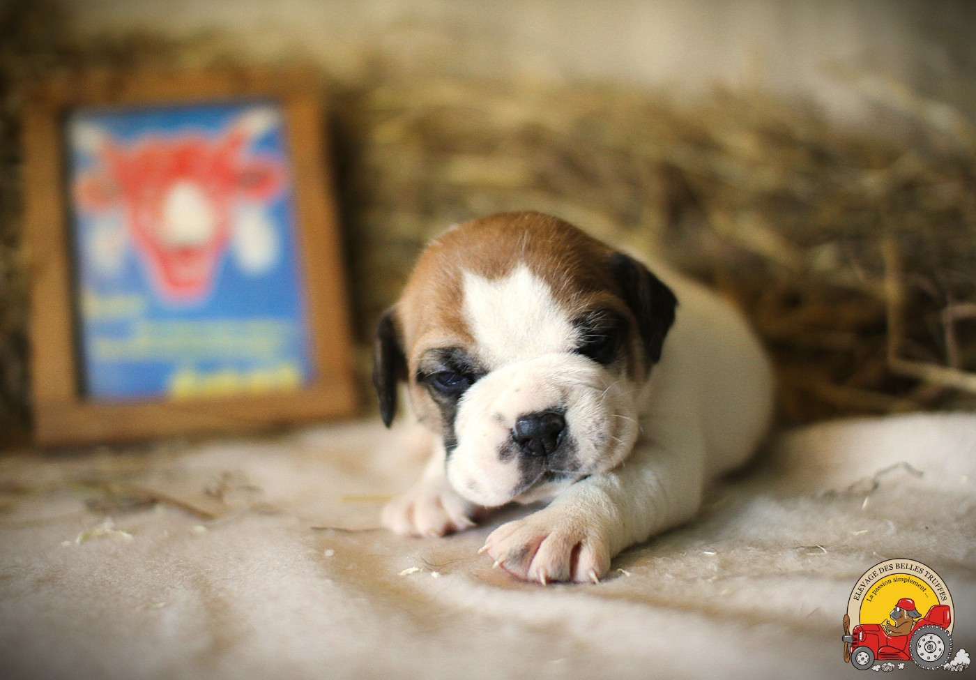 Des Belles Truffes - Chiots disponibles - Bulldog continental