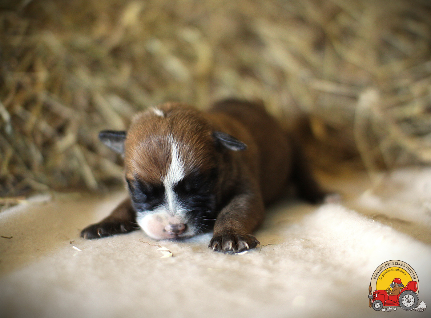 Des Belles Truffes - Chiots disponibles - Bulldog continental
