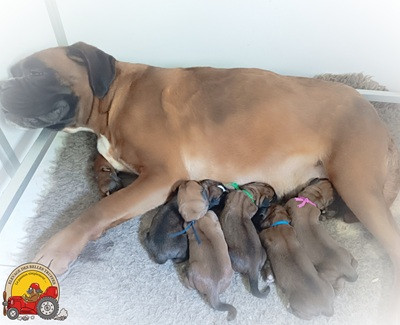 Chiot Boxer Des Belles Truffes