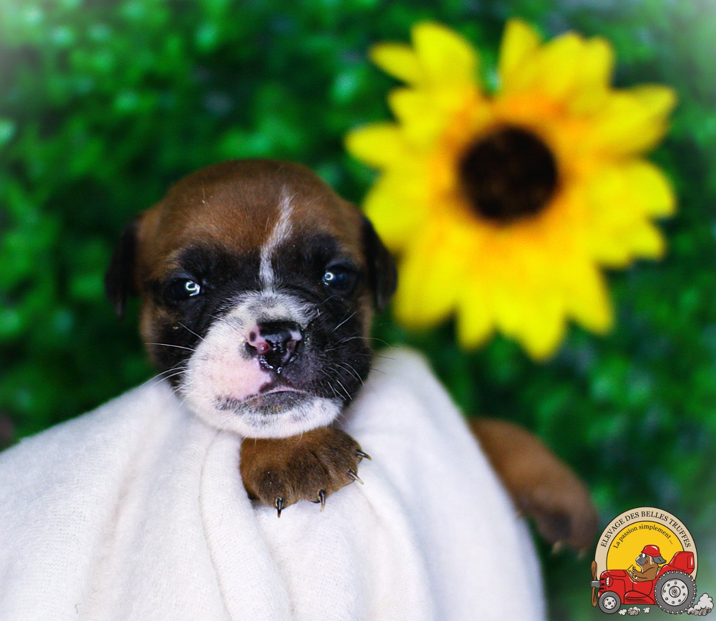 Des Belles Truffes - Chiots disponibles - Bulldog continental