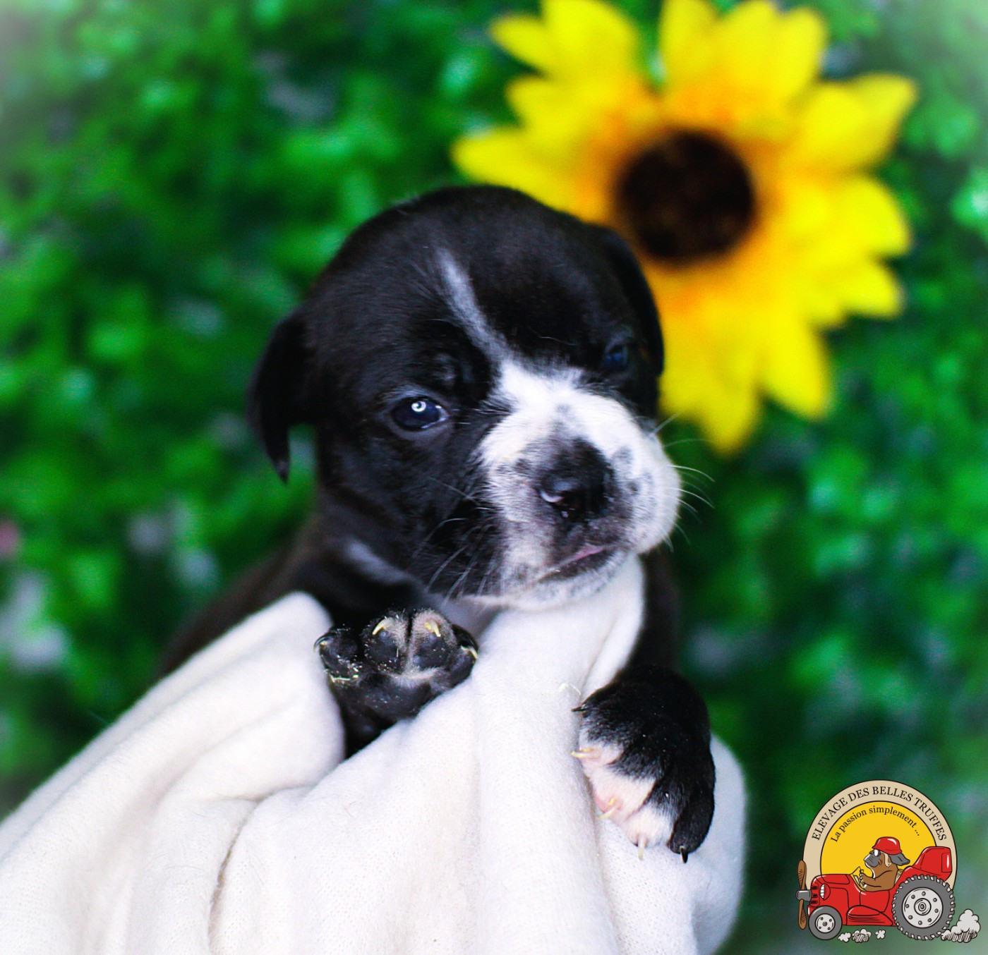 Des Belles Truffes - Chiots disponibles - Bulldog continental