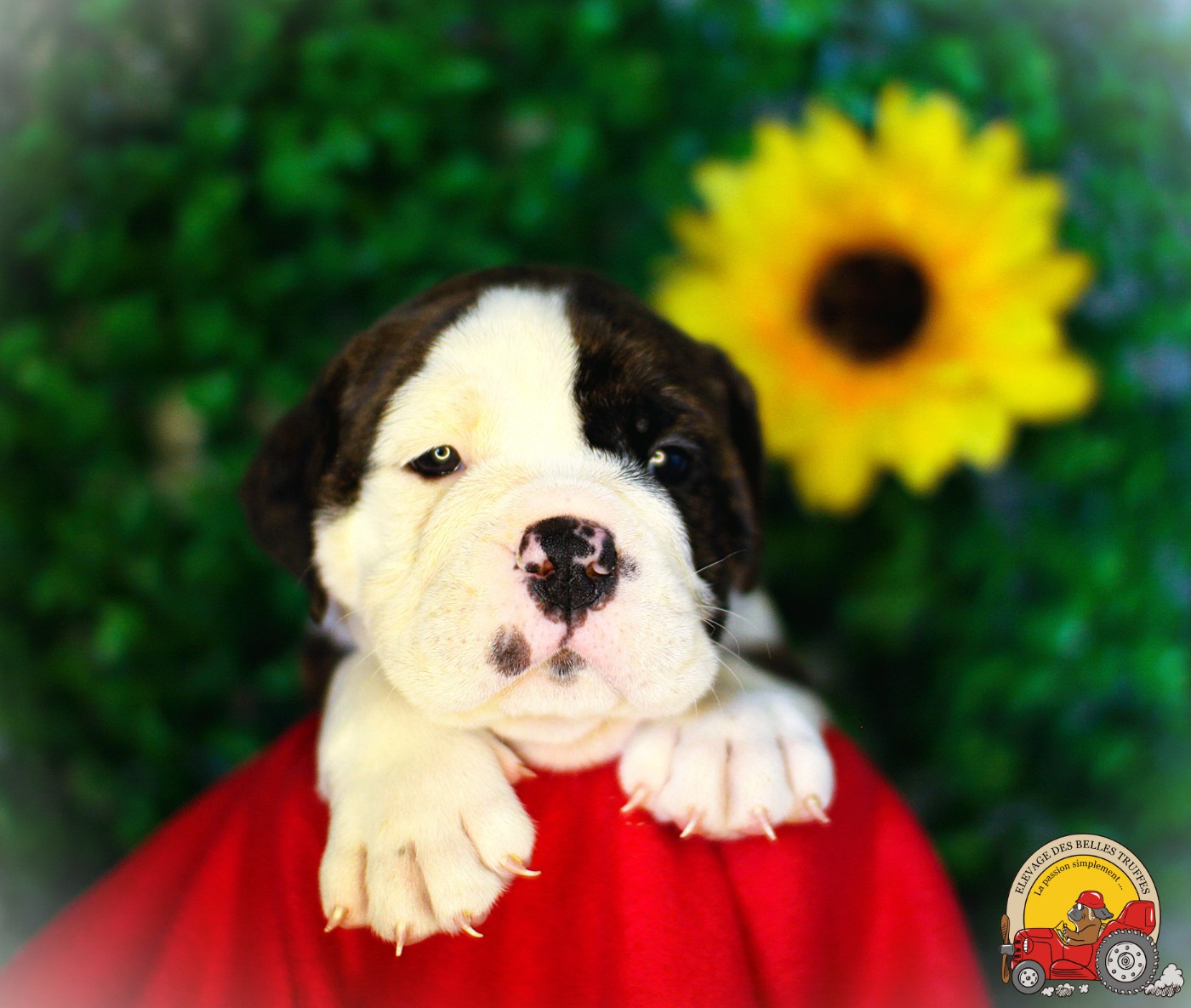 Des Belles Truffes - Chiots disponibles - Bulldog continental