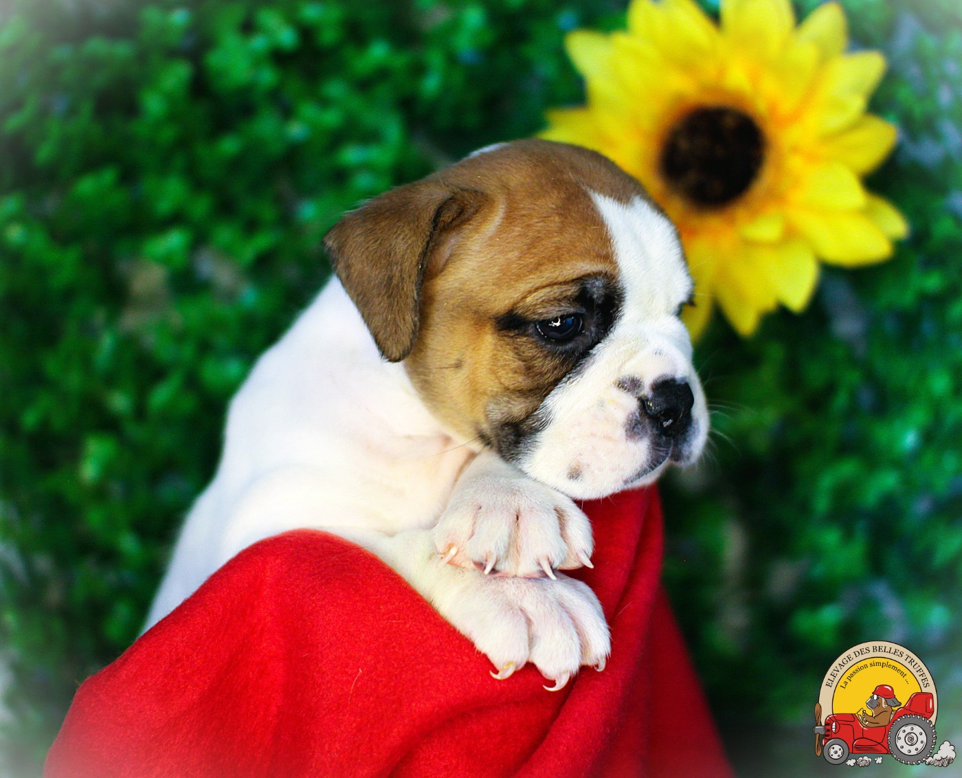 Des Belles Truffes - Chiots disponibles - Bulldog continental