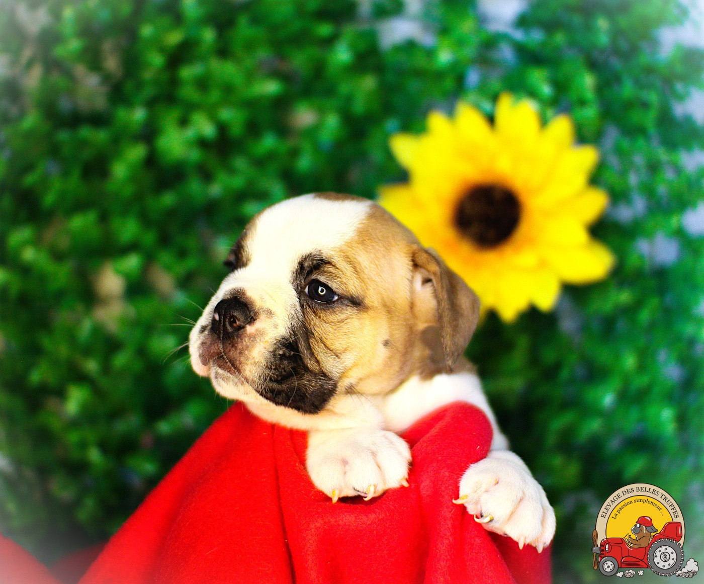 Des Belles Truffes - Chiots disponibles - Bulldog continental