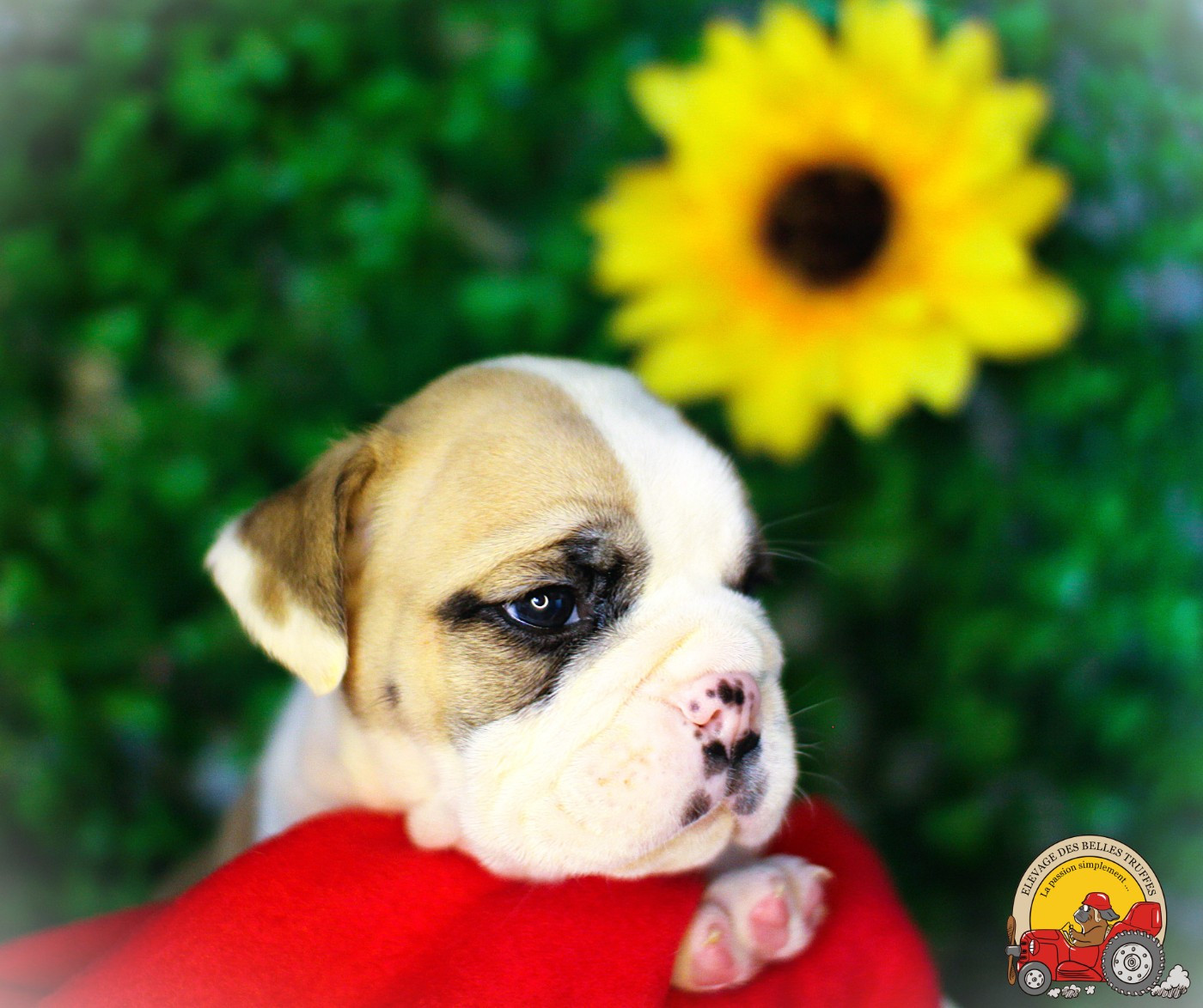 Des Belles Truffes - Chiots disponibles - Bulldog continental