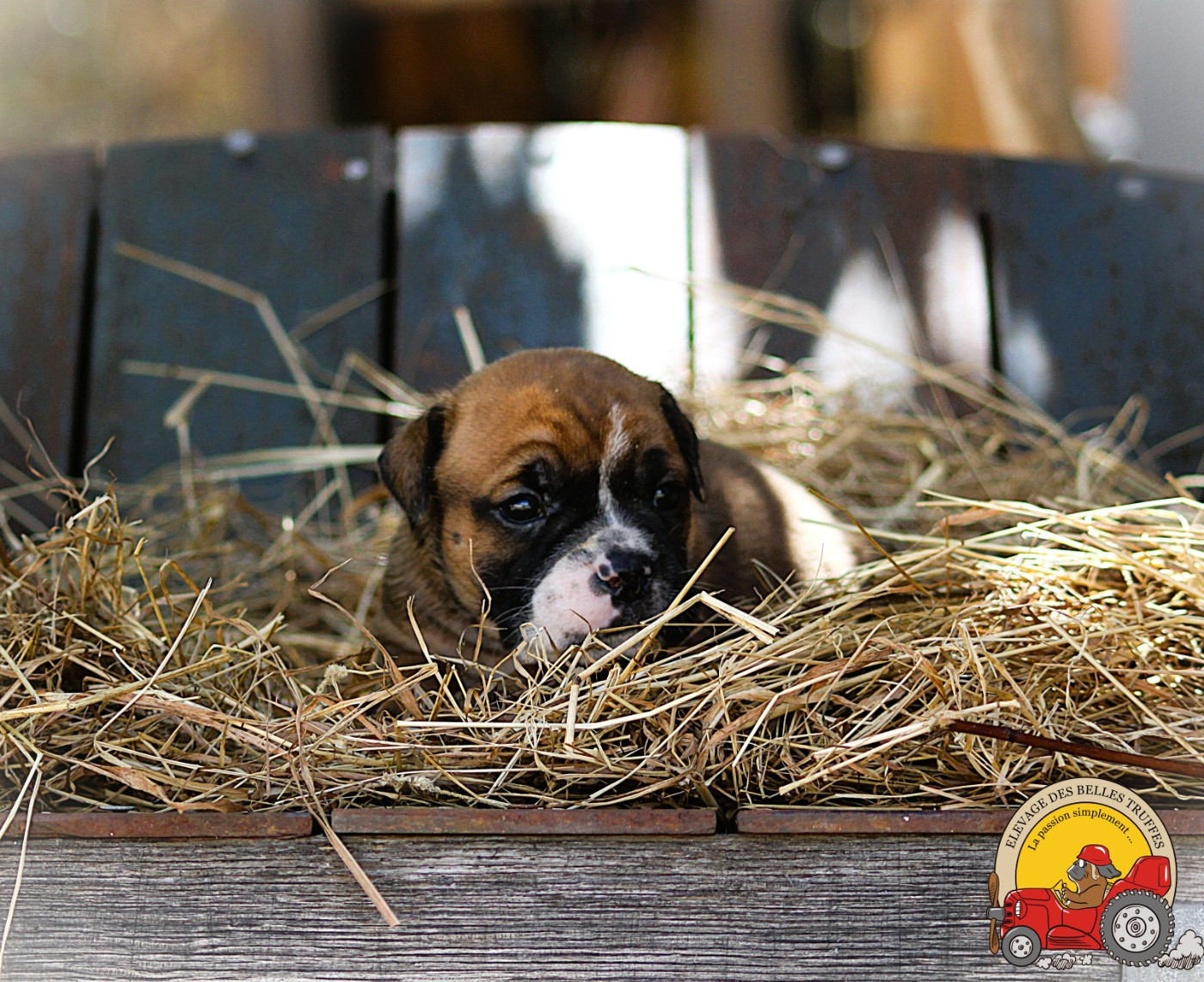 Des Belles Truffes - Chiots disponibles - Bulldog continental