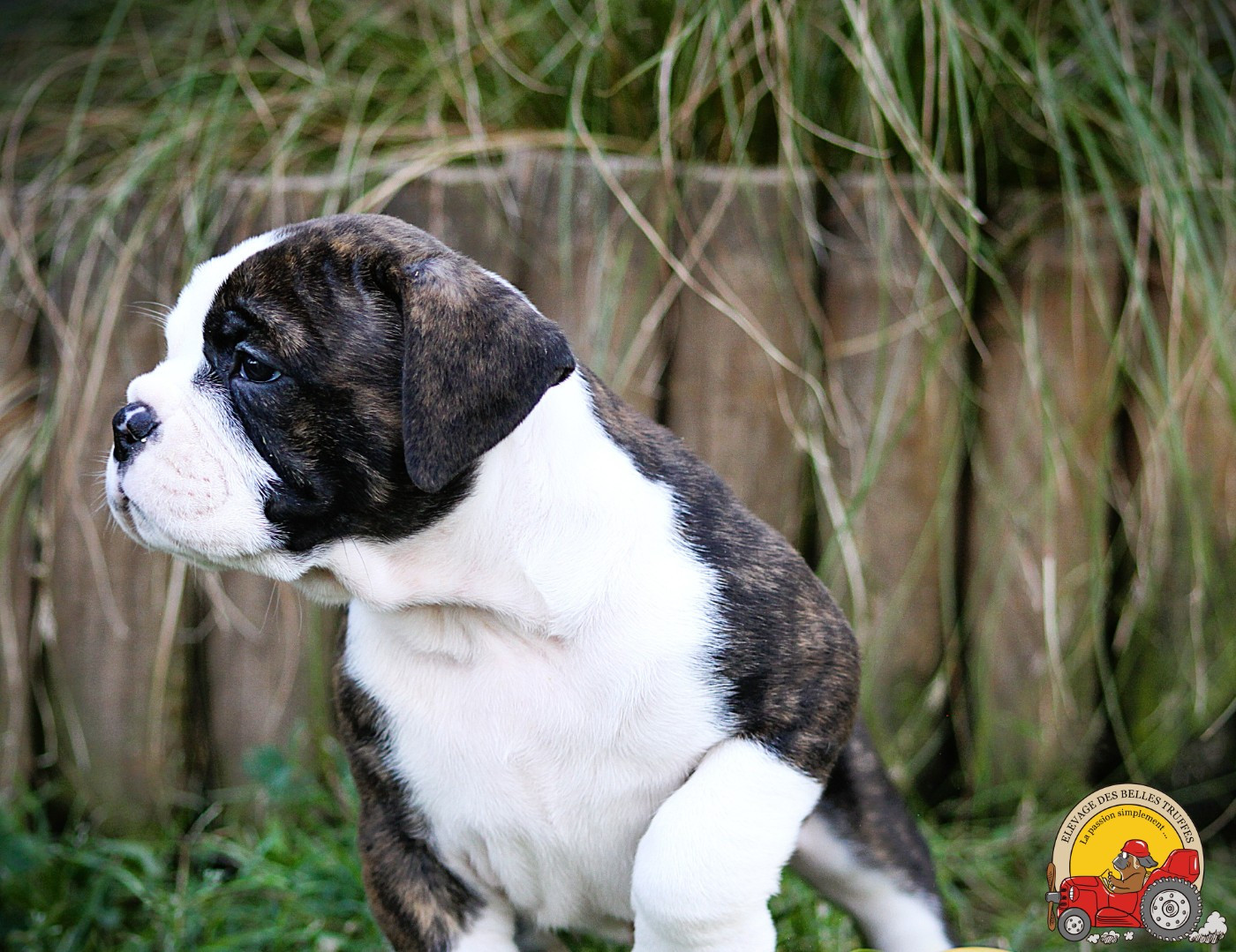 Des Belles Truffes - Chiots disponibles - Bulldog continental
