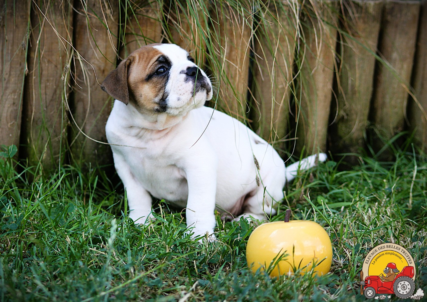 Des Belles Truffes - Chiots disponibles - Bulldog continental