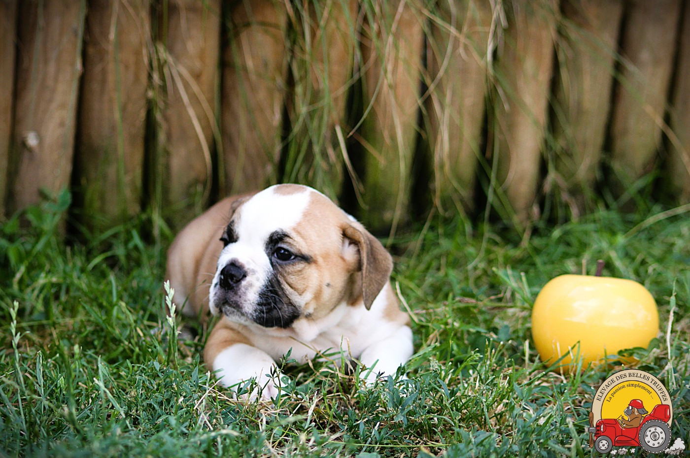Des Belles Truffes - Chiots disponibles - Bulldog continental