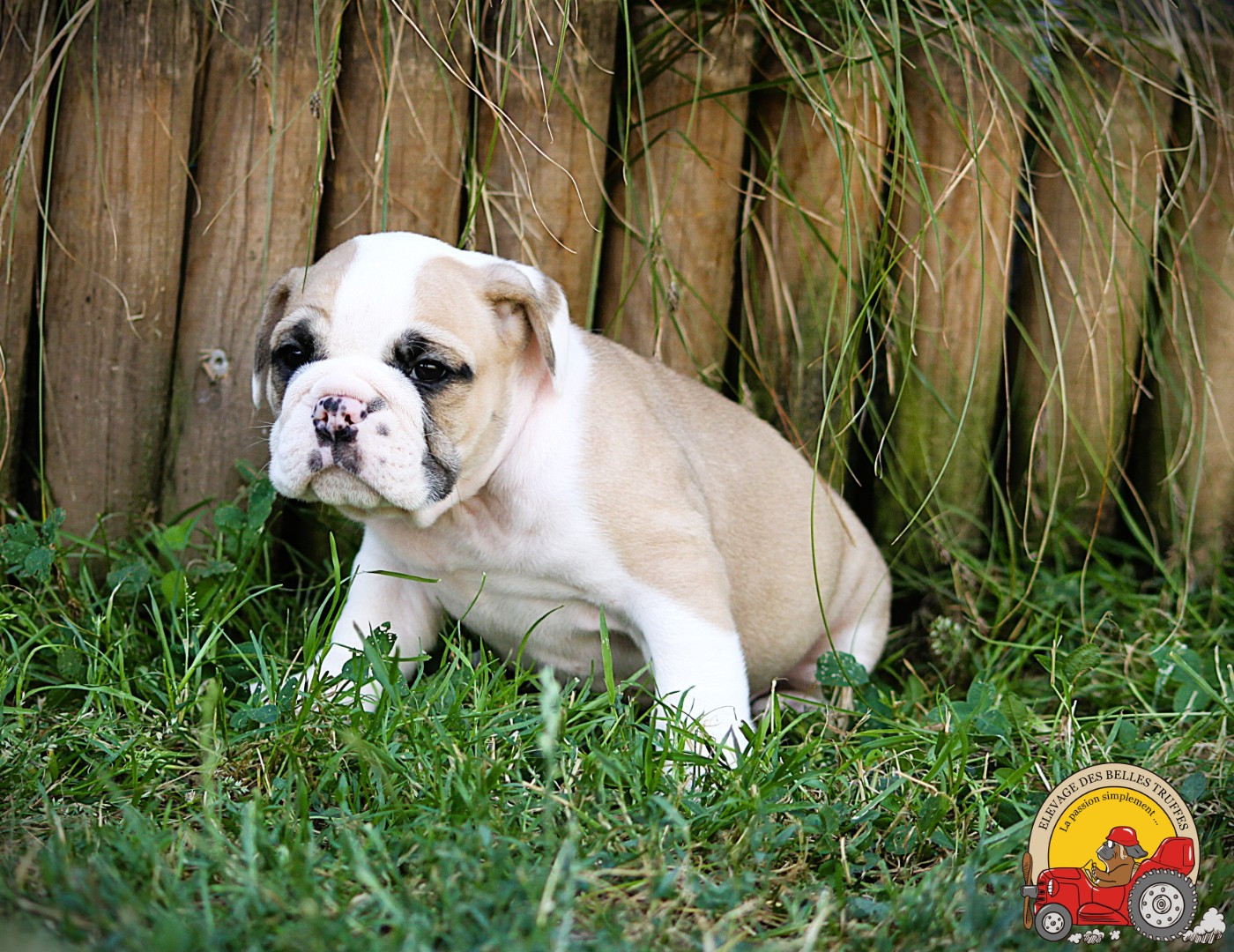 Des Belles Truffes - Chiots disponibles - Bulldog continental