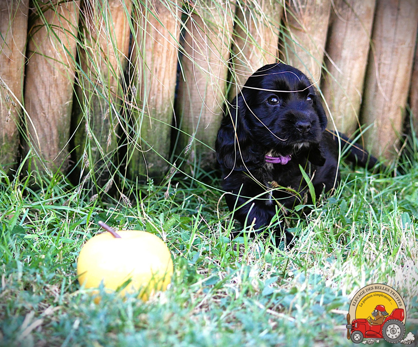 Des Belles Truffes - Chiots disponibles - Cocker Spaniel Anglais