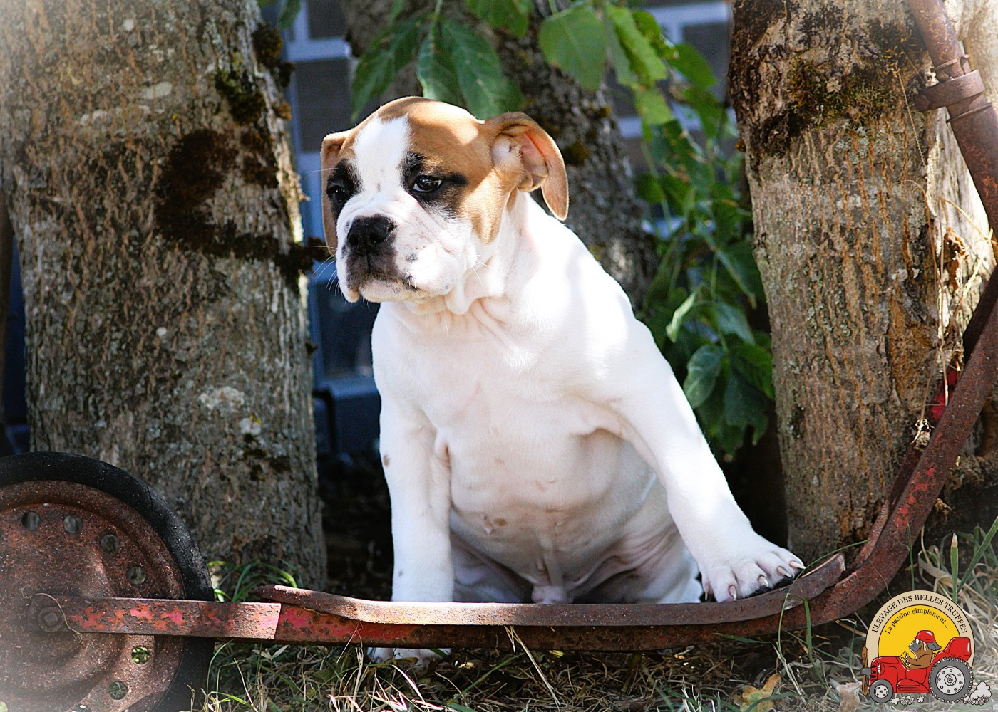Des Belles Truffes - Chiots disponibles - Bulldog continental