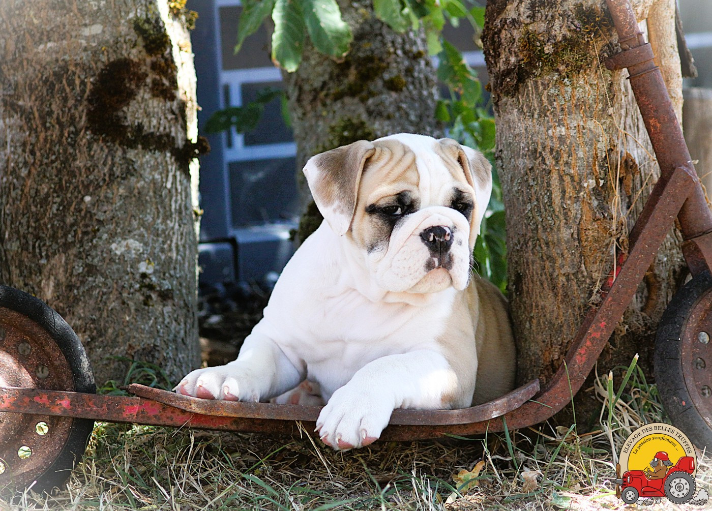 Des Belles Truffes - Chiots disponibles - Bulldog continental