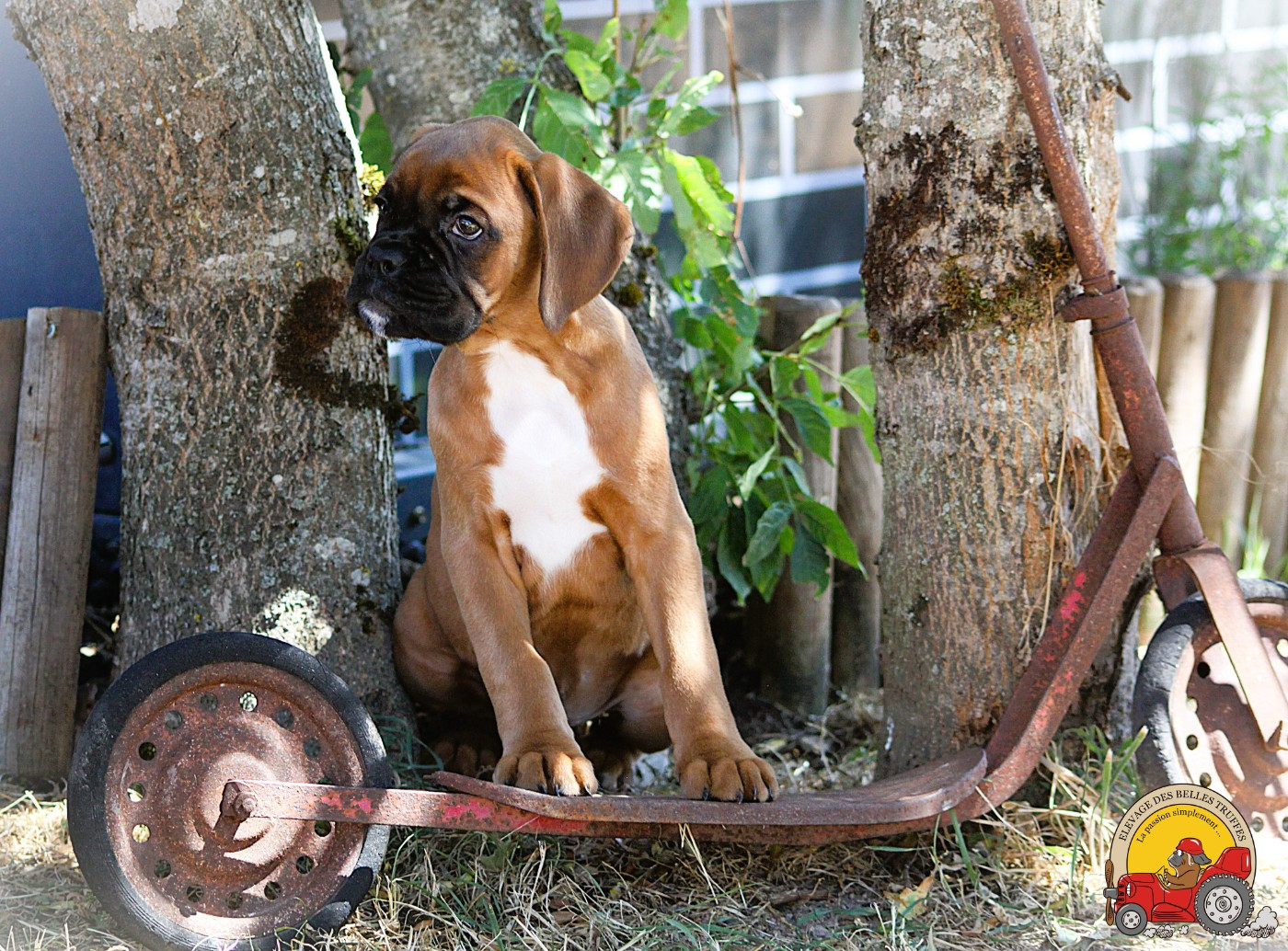 Des Belles Truffes - Chiots disponibles - Boxer