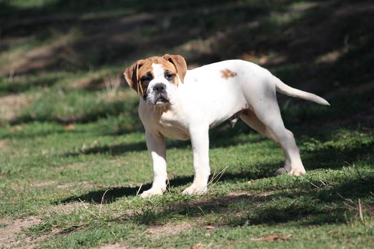 Des Belles Truffes - Chiots disponibles - Bulldog continental