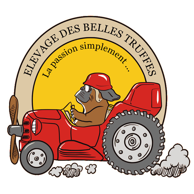 Des Belles Truffes - Chiots disponibles - Bulldog continental