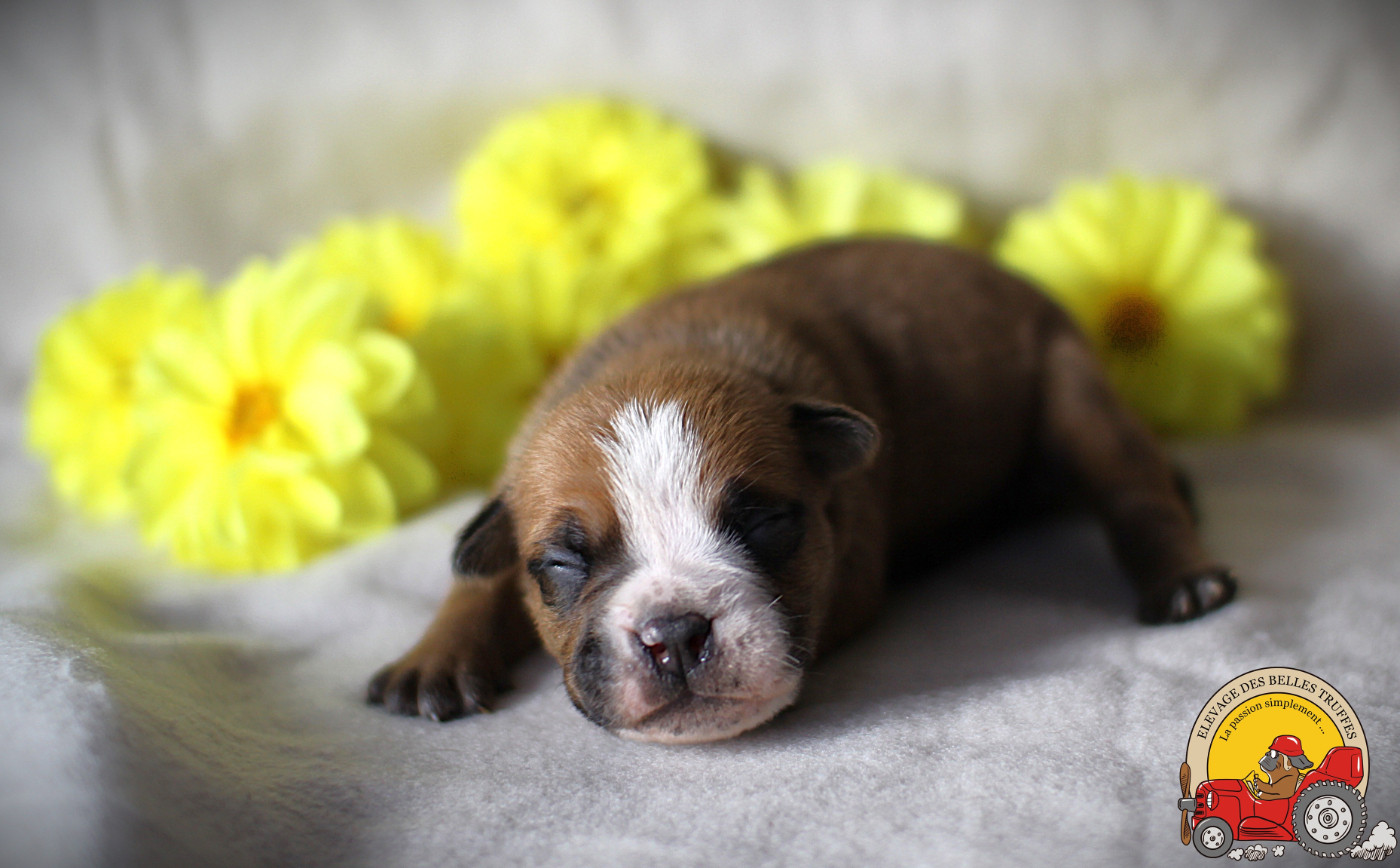Des Belles Truffes - Chiots disponibles - Bulldog continental