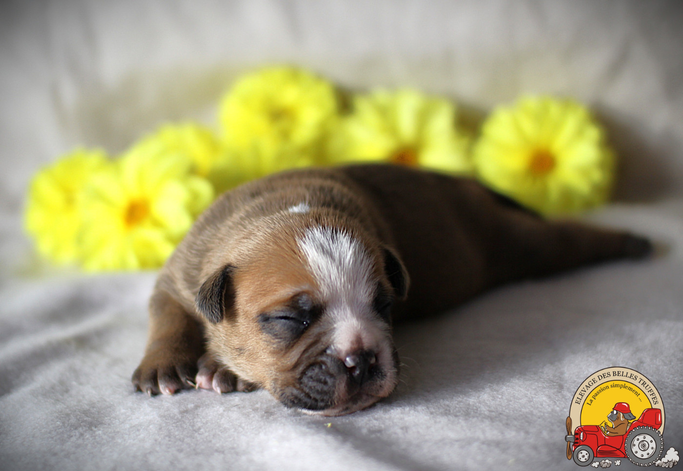 Des Belles Truffes - Chiots disponibles - Bulldog continental