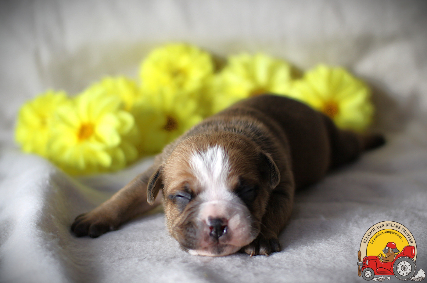 Des Belles Truffes - Chiots disponibles - Bulldog continental