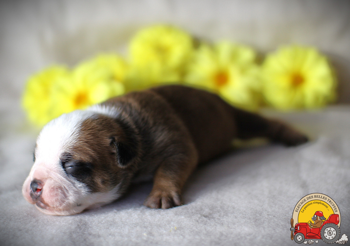 Des Belles Truffes - Chiots disponibles - Bulldog continental