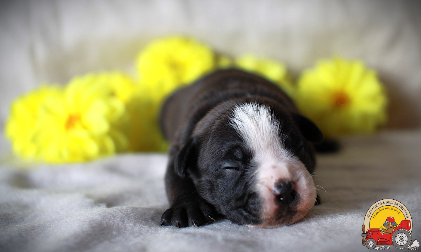Des Belles Truffes - Chiots disponibles - Bulldog continental