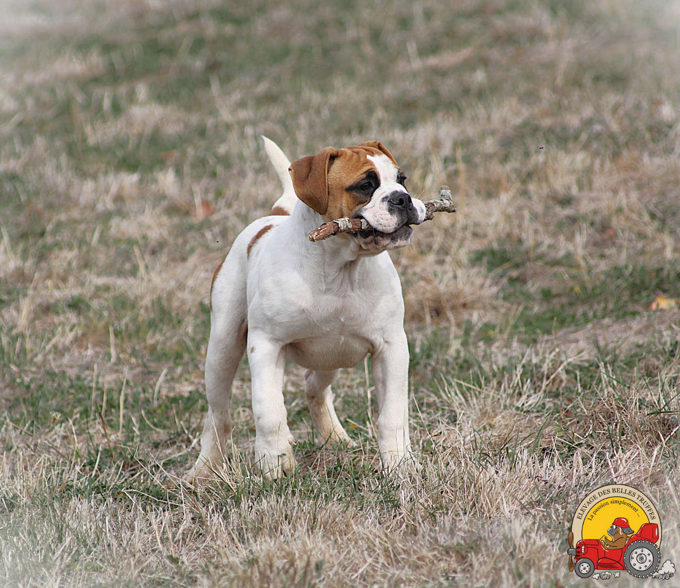 Des Belles Truffes - Chiots disponibles - Bulldog continental