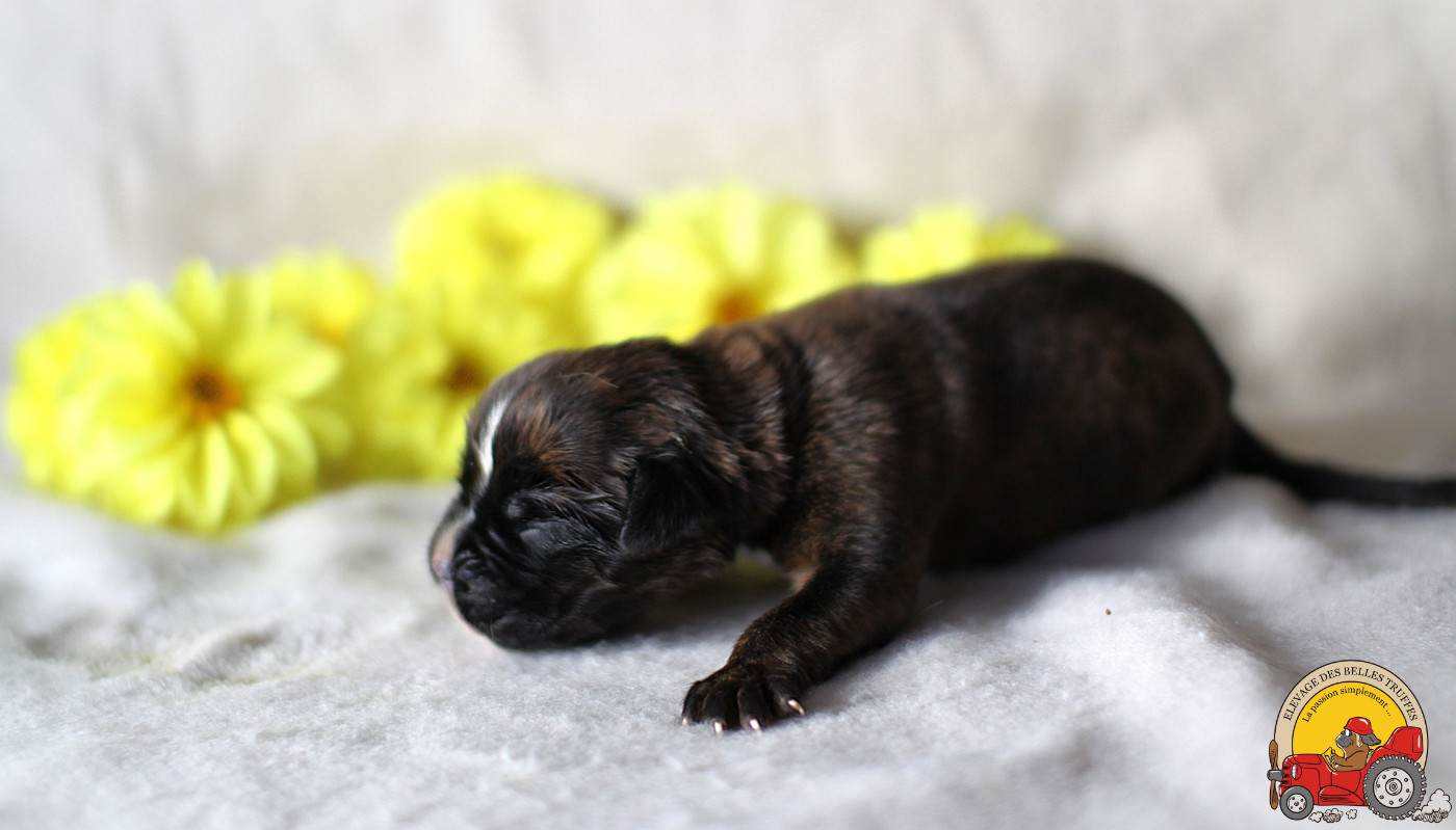 Des Belles Truffes - Chiots disponibles - Boxer