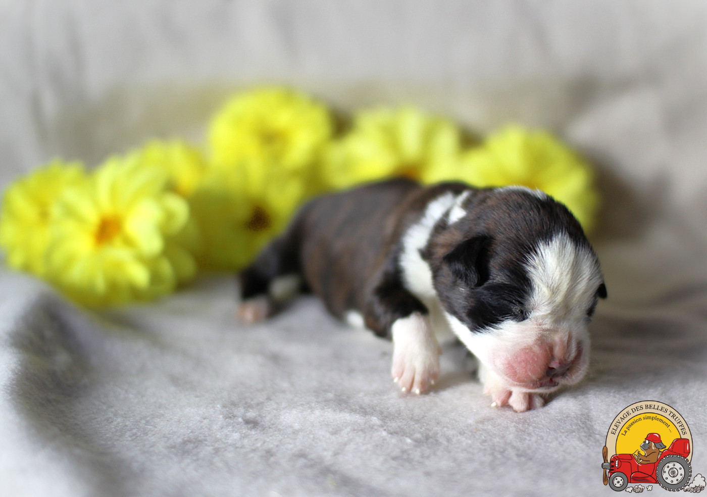 Des Belles Truffes - Chiots disponibles - Boxer