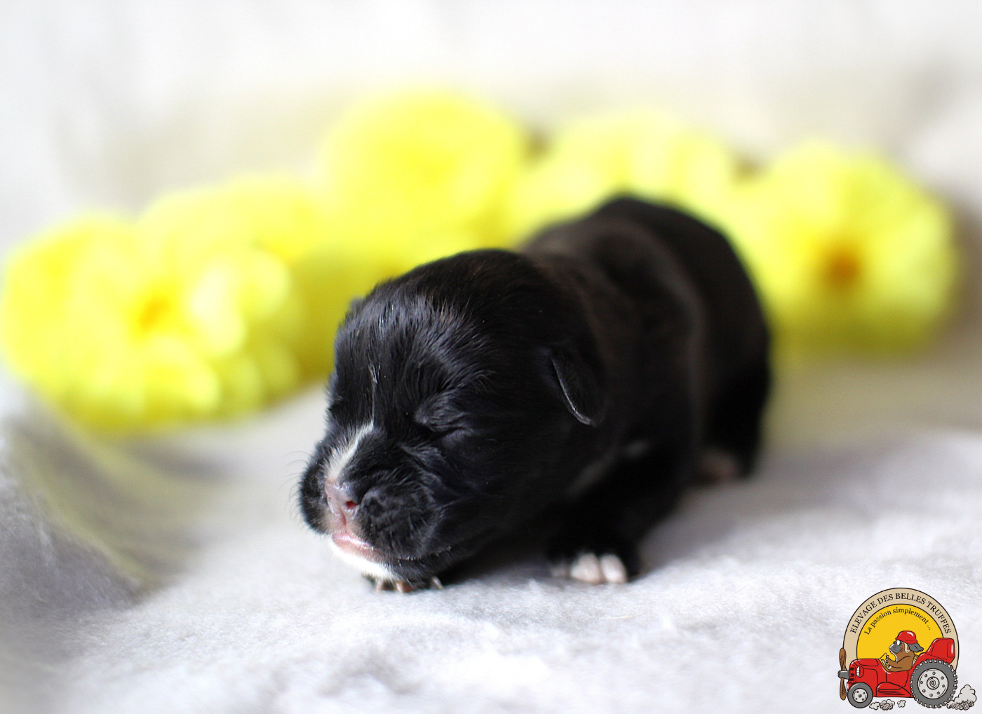 Des Belles Truffes - Chiots disponibles - Boxer