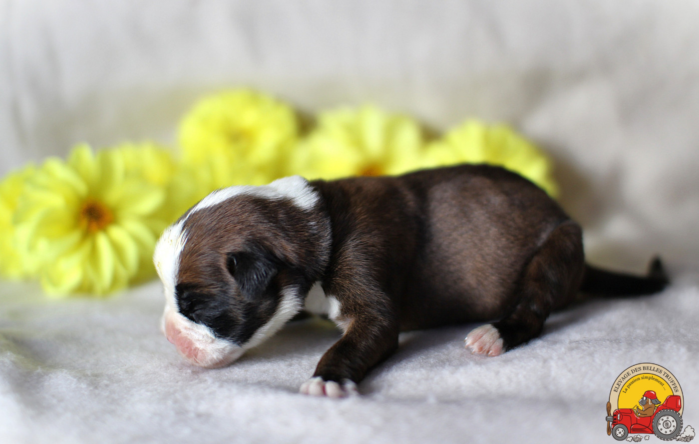 Des Belles Truffes - Chiots disponibles - Boxer