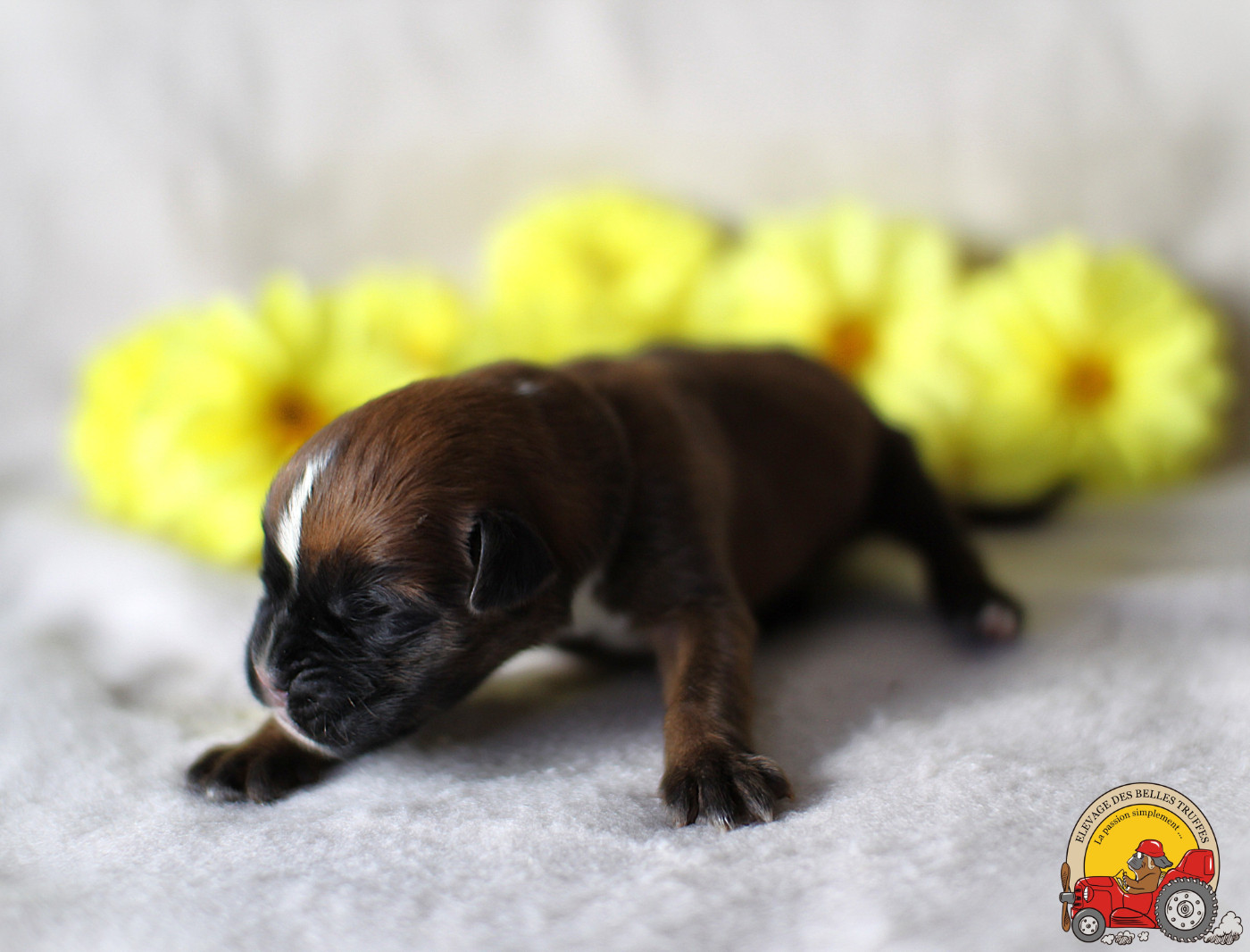 Des Belles Truffes - Chiots disponibles - Boxer