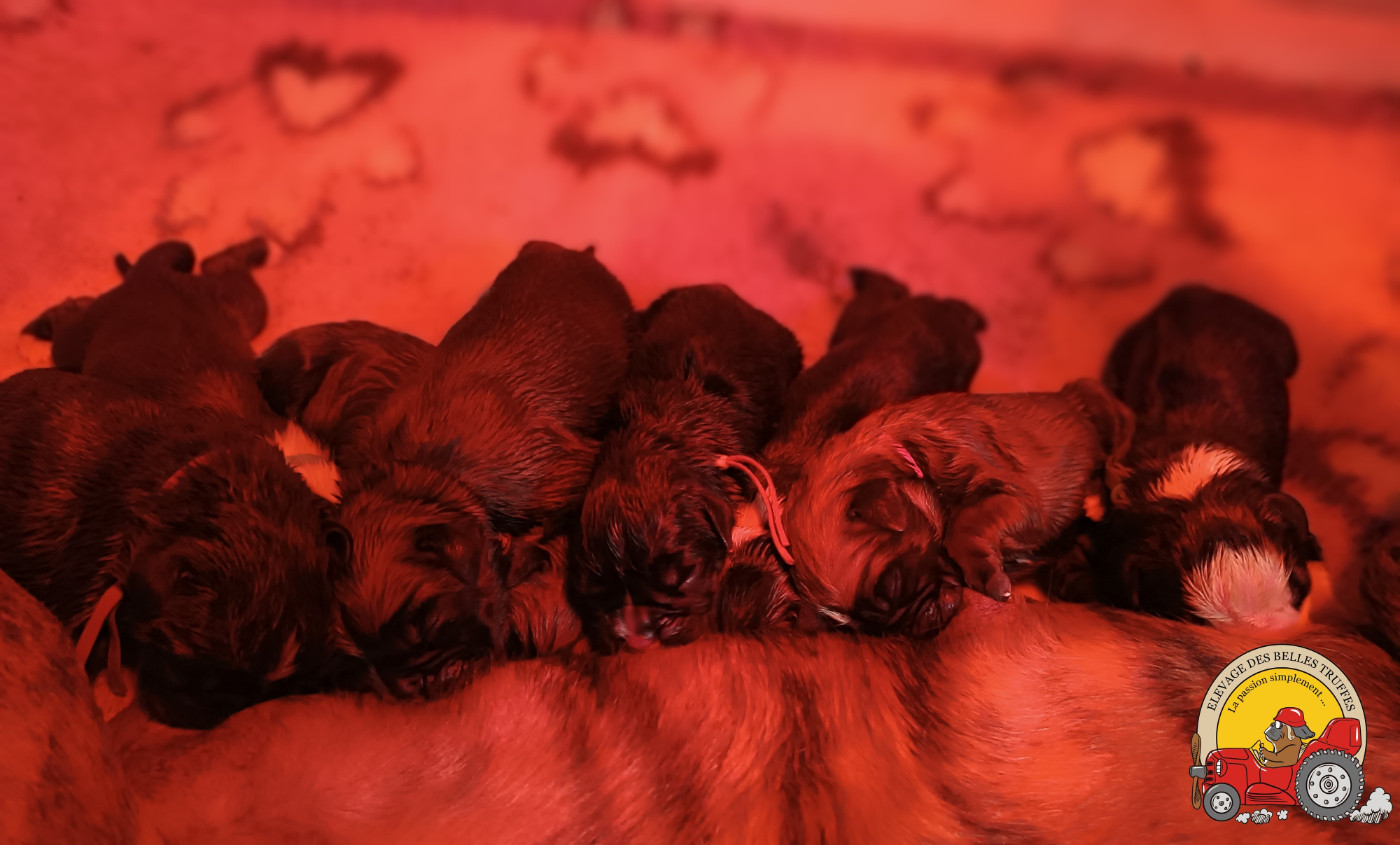 Chiot Boxer Des Belles Truffes