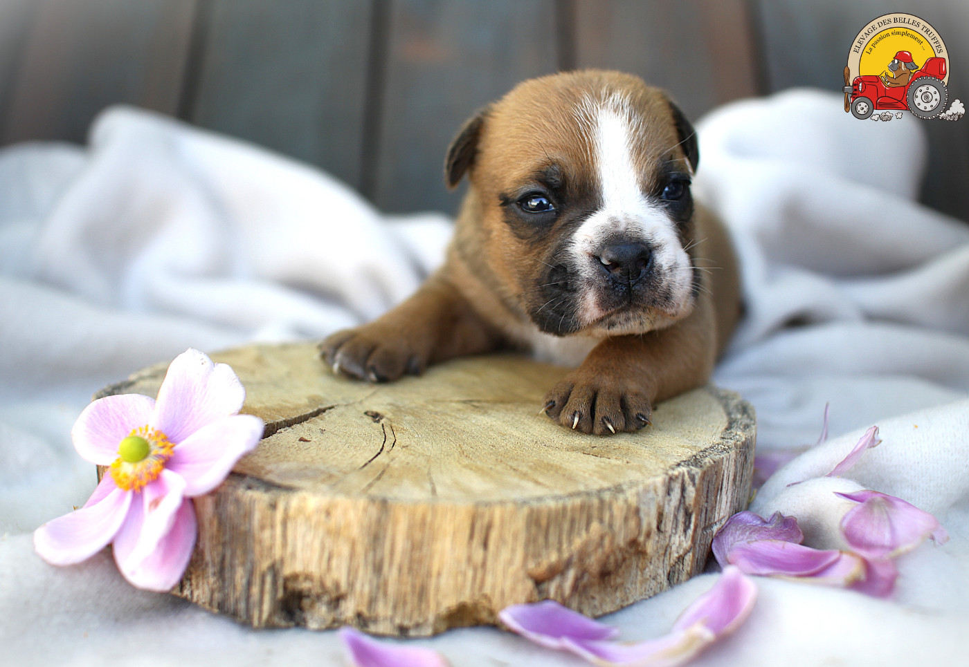 Des Belles Truffes - Chiots disponibles - Bulldog continental