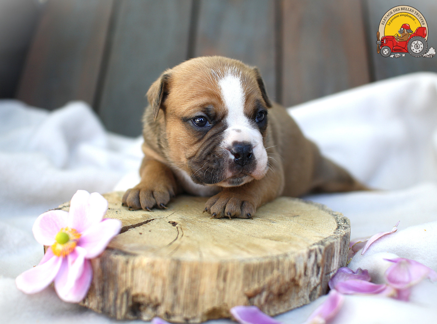 Des Belles Truffes - Chiots disponibles - Bulldog continental