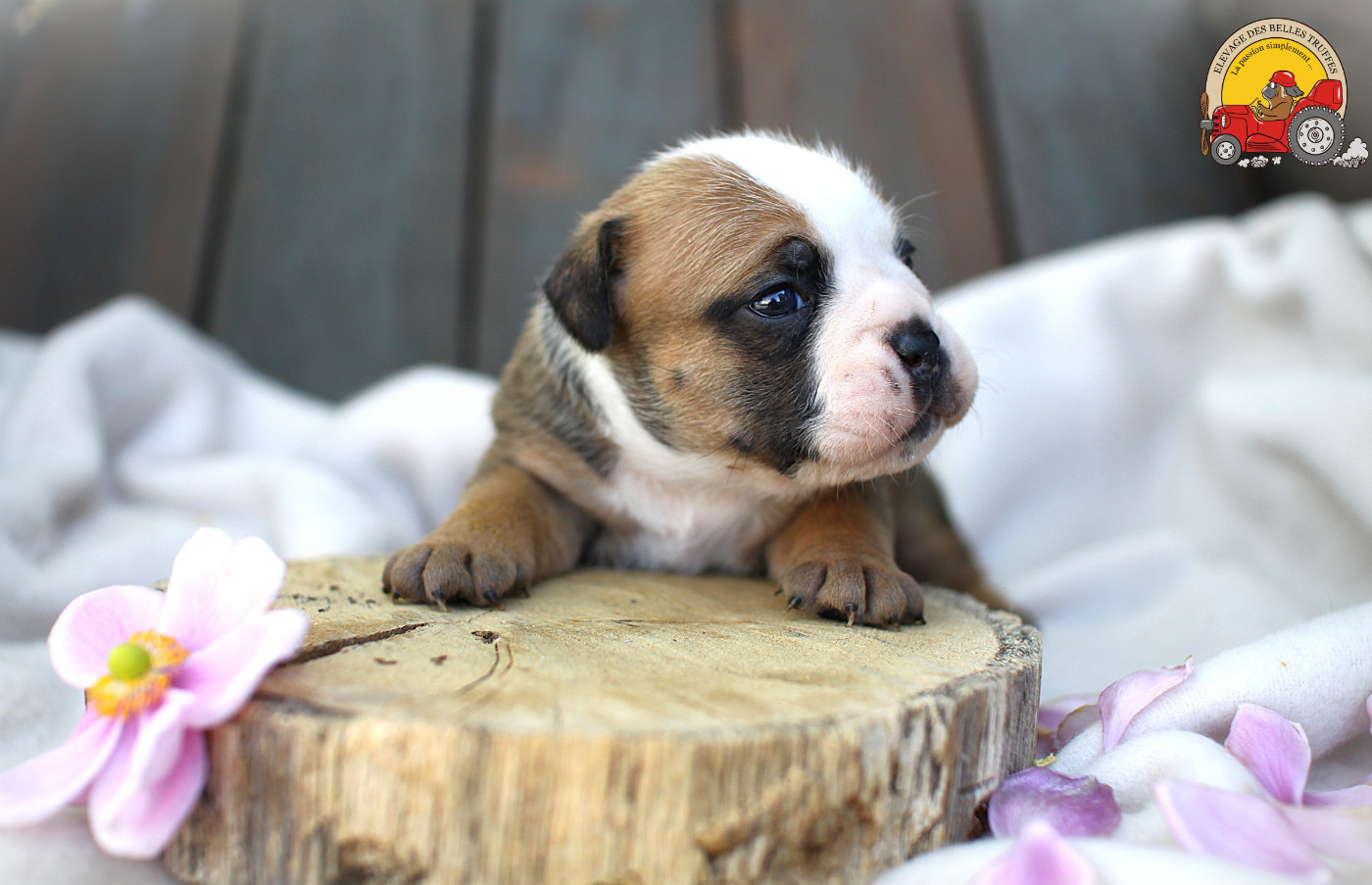 Des Belles Truffes - Chiots disponibles - Bulldog continental