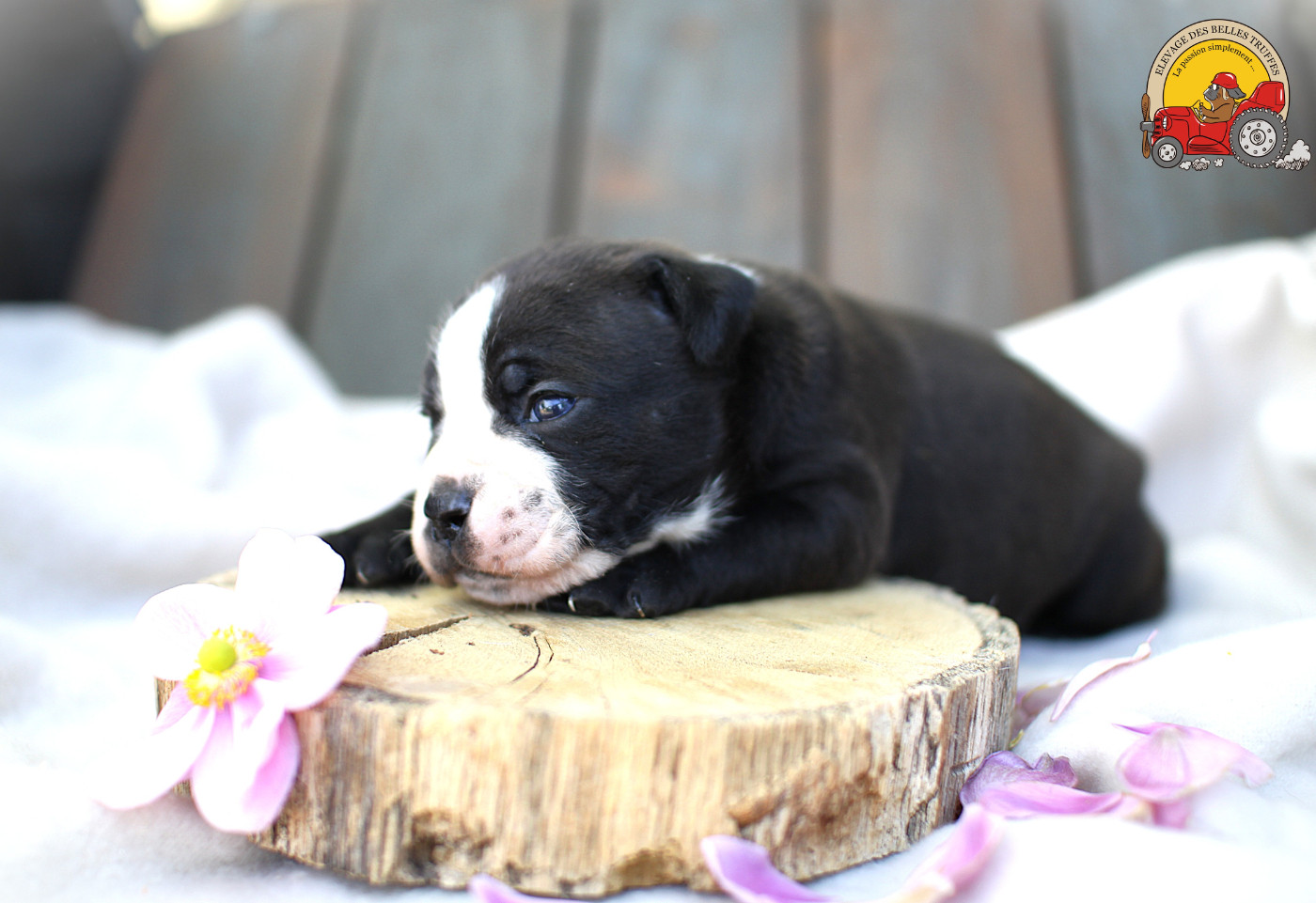 Des Belles Truffes - Chiots disponibles - Bulldog continental