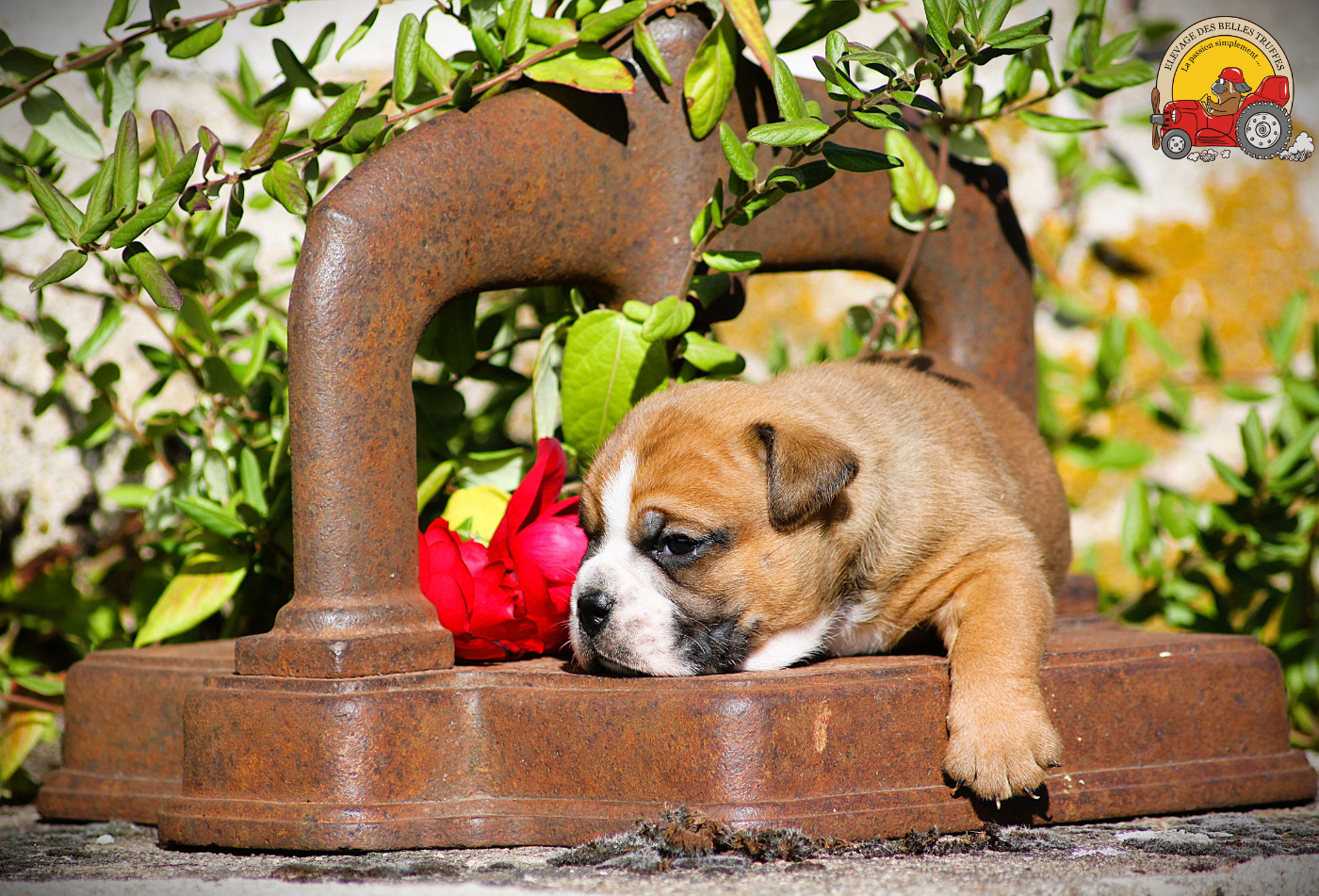 Des Belles Truffes - Chiots disponibles - Bulldog continental