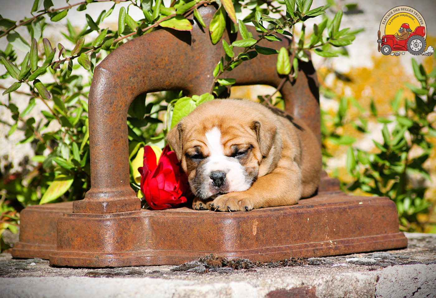Des Belles Truffes - Chiots disponibles - Bulldog continental