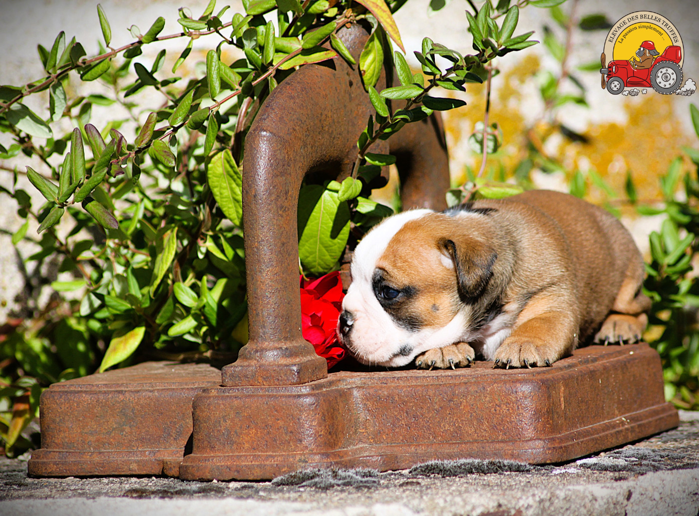 Des Belles Truffes - Chiots disponibles - Bulldog continental