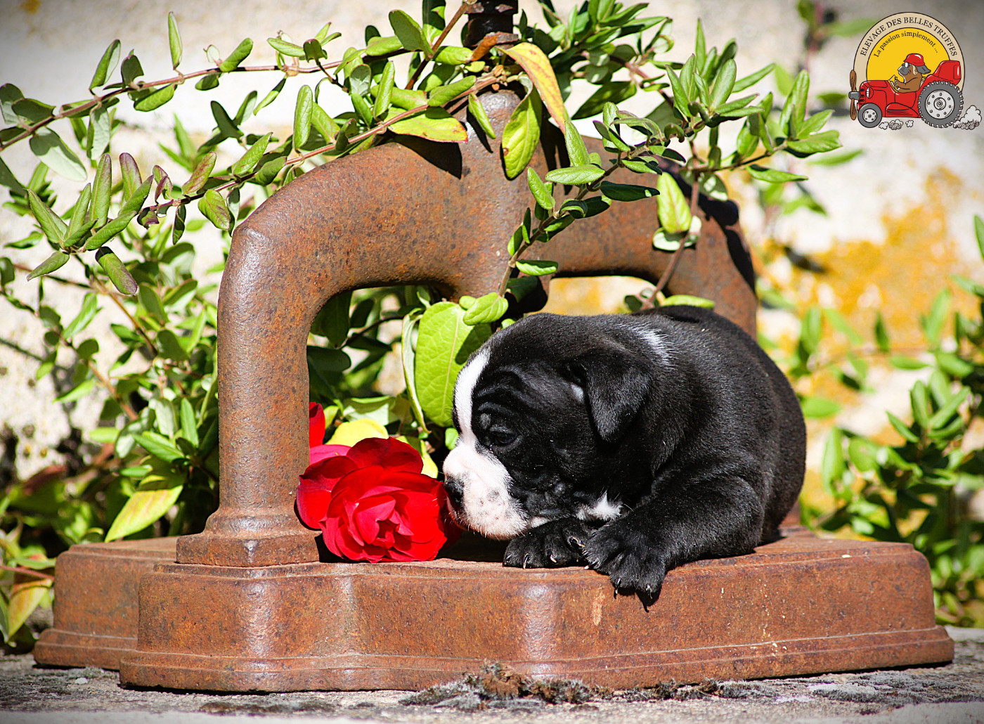 Des Belles Truffes - Chiots disponibles - Bulldog continental