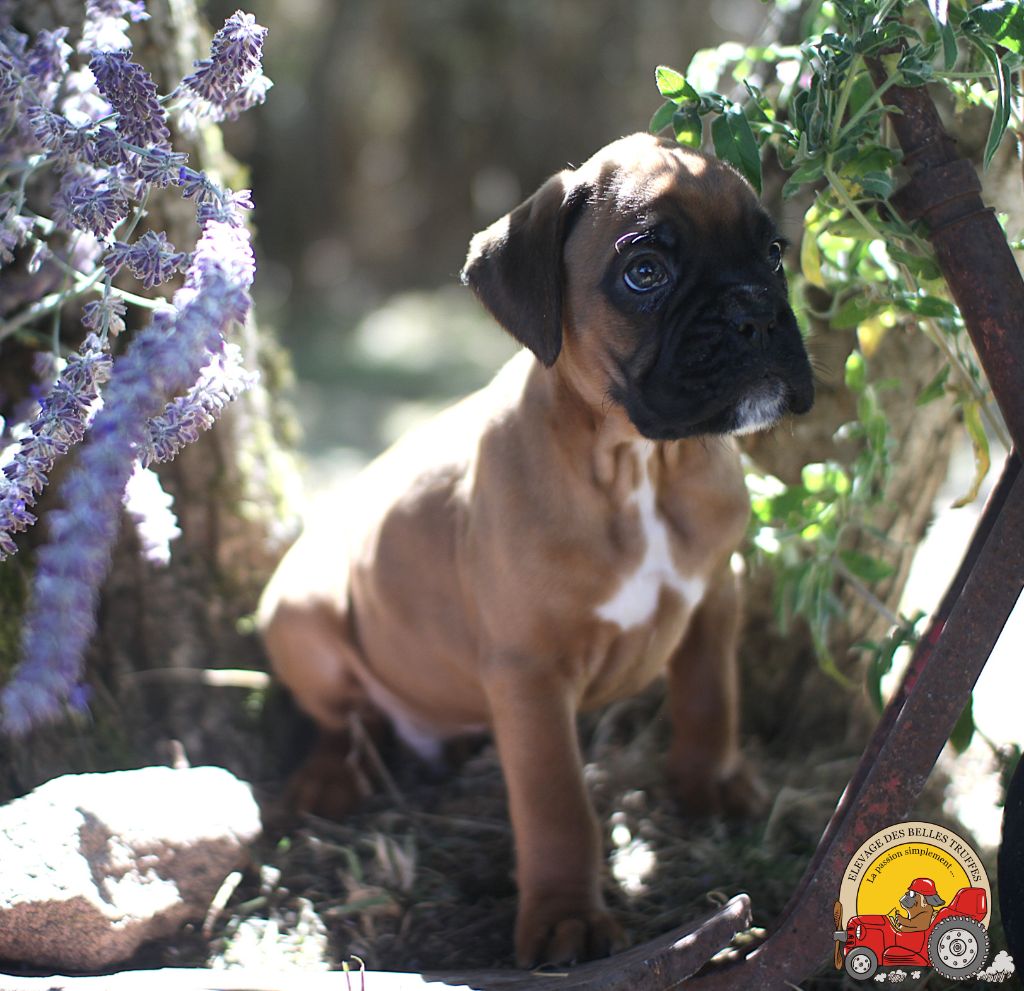 Des Belles Truffes - Chiots disponibles - Boxer