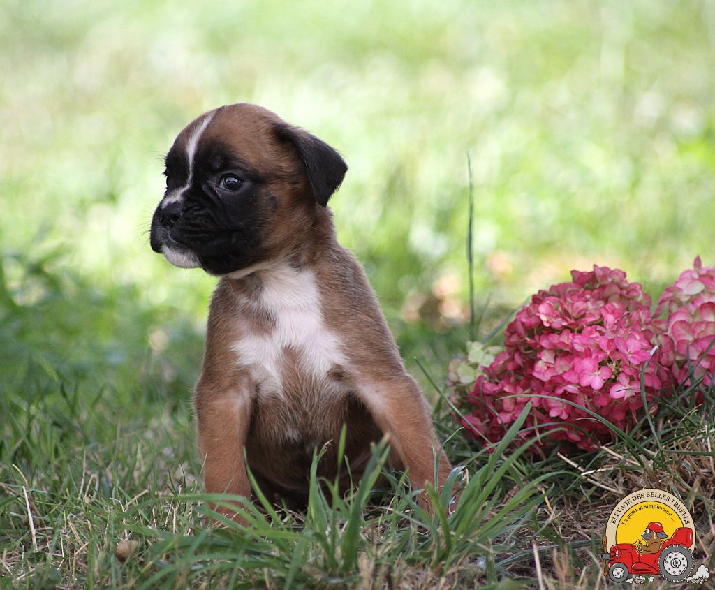 Des Belles Truffes - Chiots disponibles - Boxer