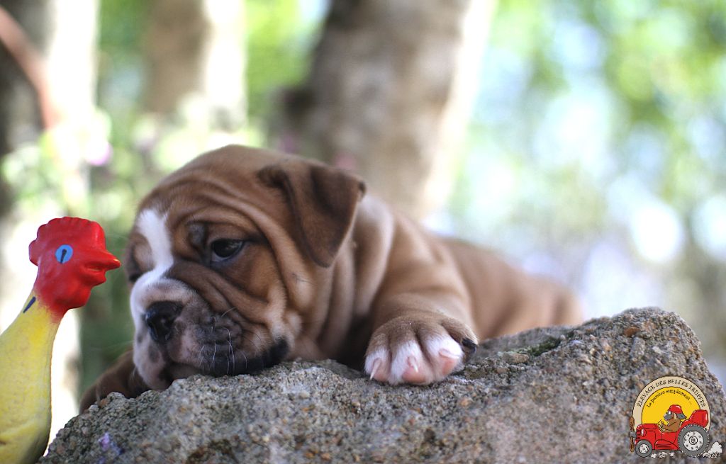 Des Belles Truffes - Chiots disponibles - Bulldog continental