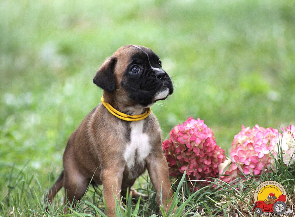 Des Belles Truffes - Chiots disponibles - Boxer